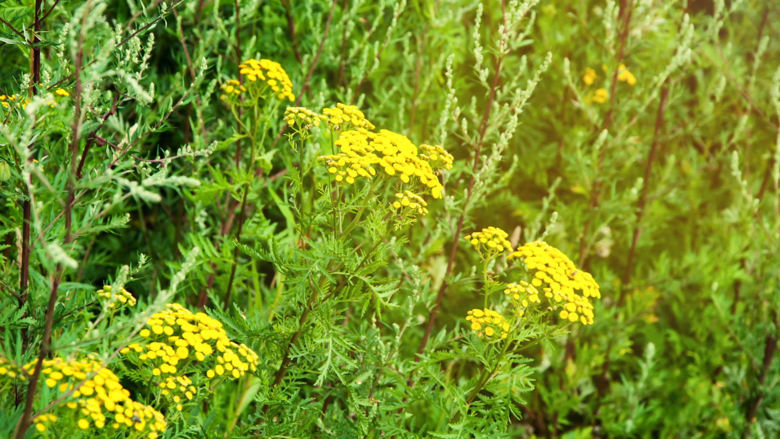 Image of weeds
