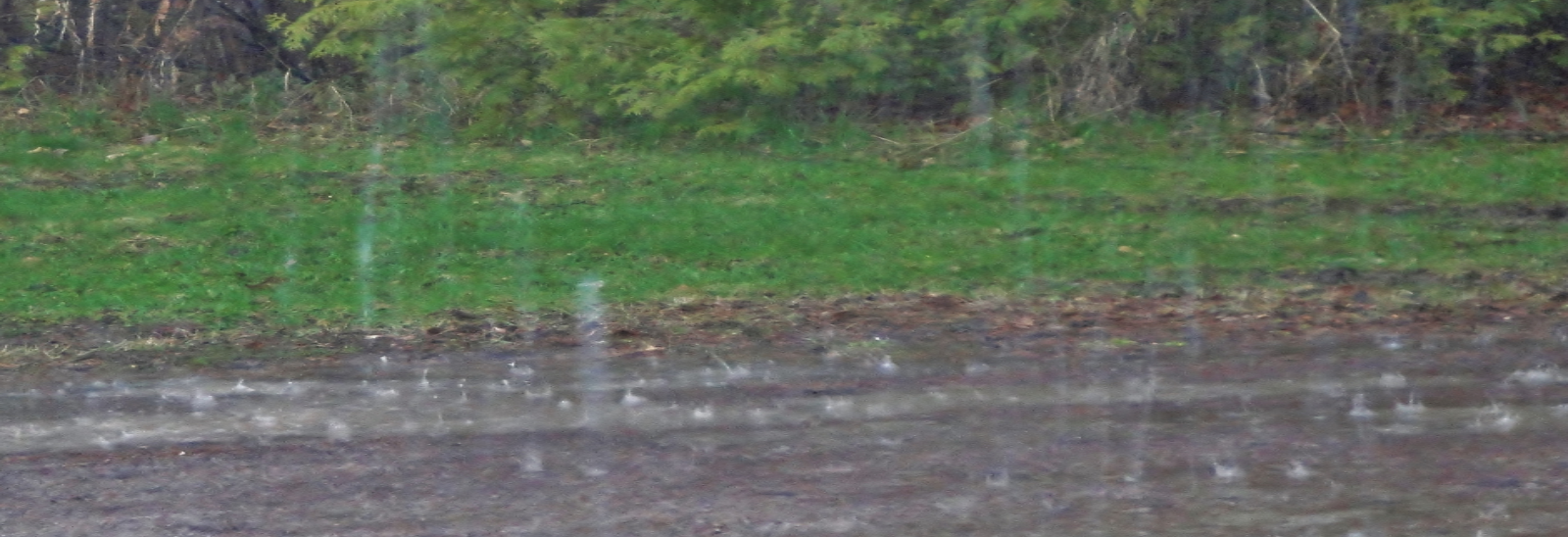 heavy rainfall on a grassy roadside