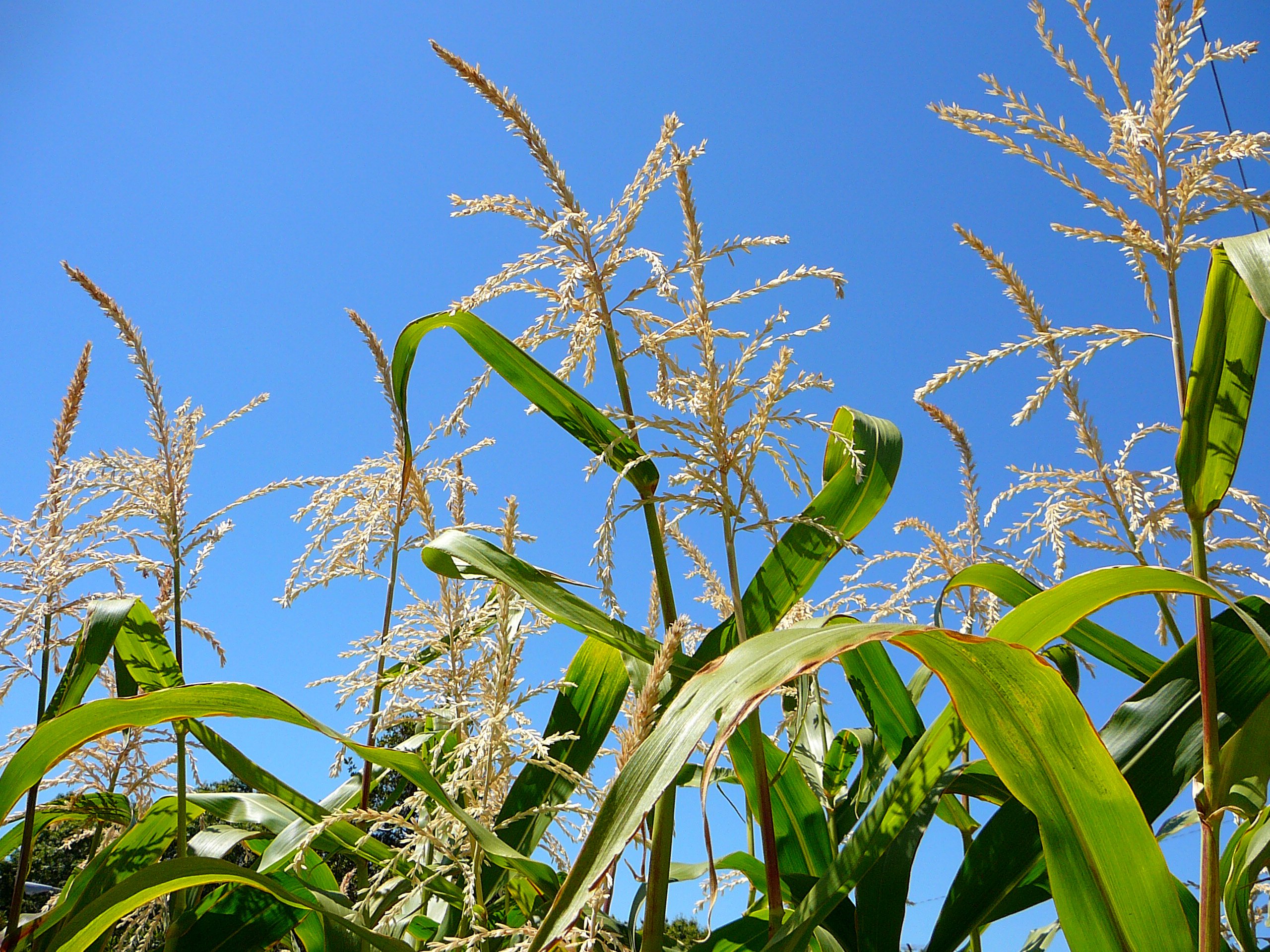 Tips of corn crops