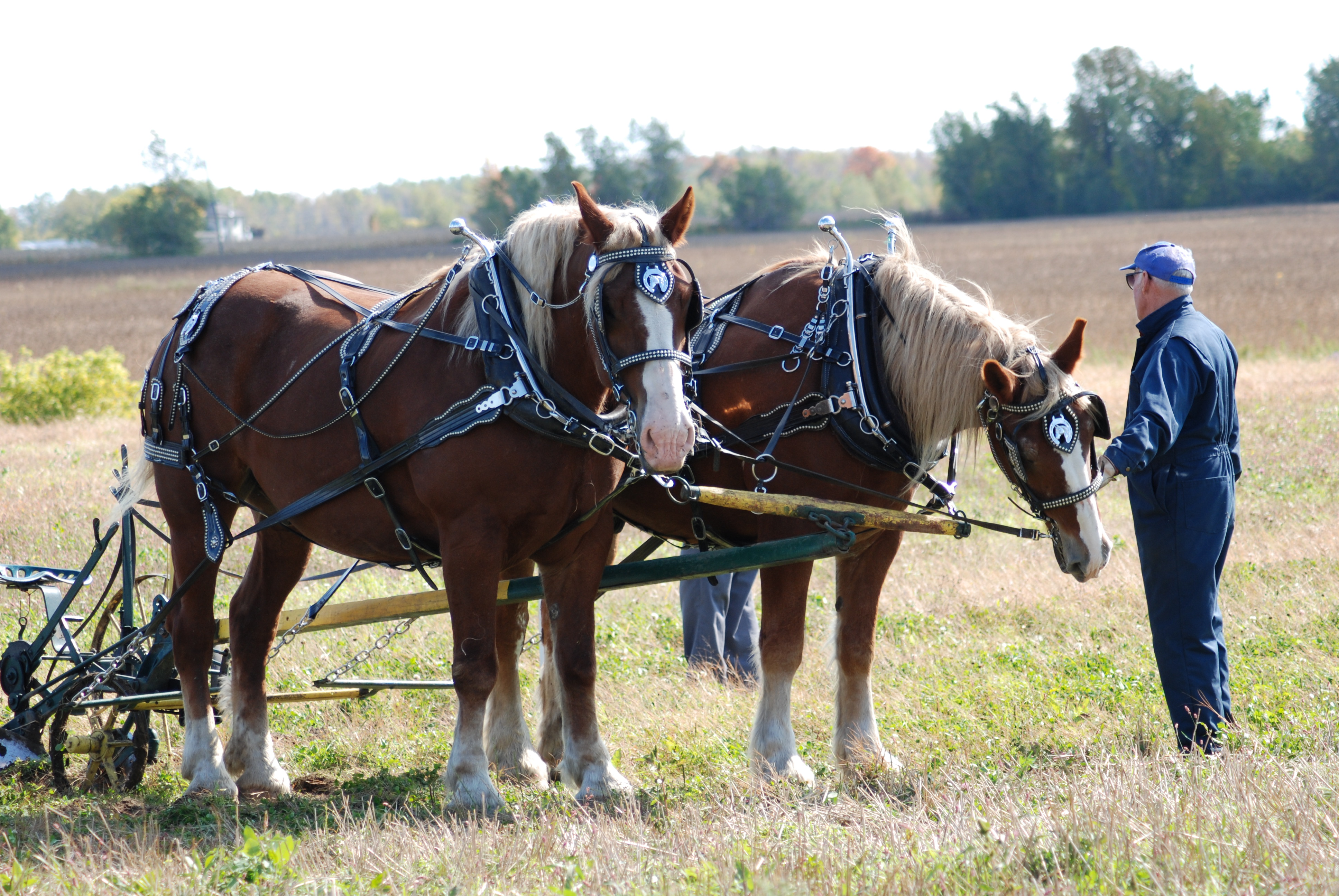 Two horses in gear standing in a field with a man