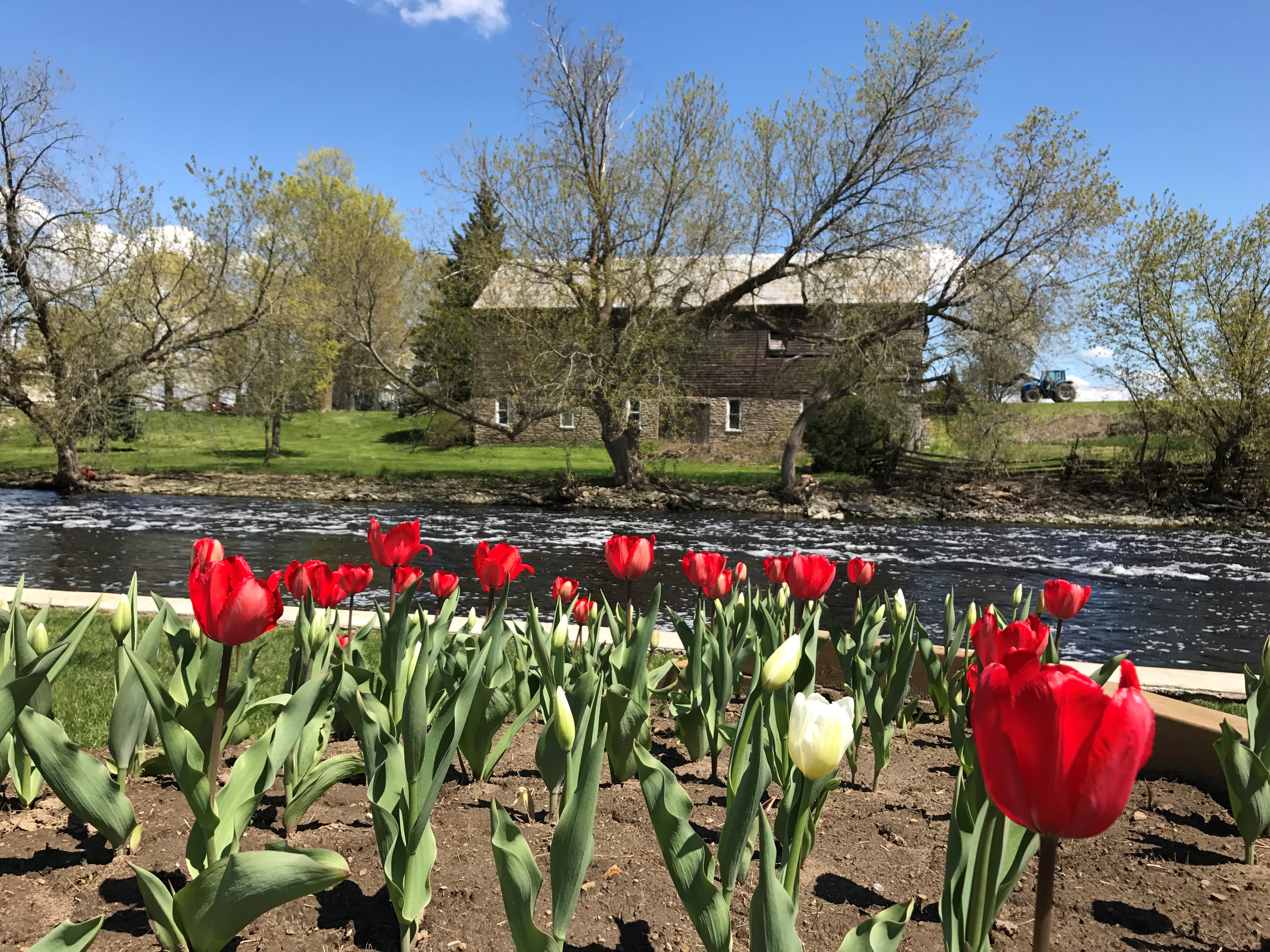 Tulips in bloom along the riverbank facing an old heritage building
