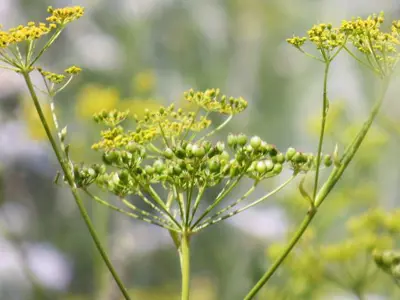 poison parsnip plant