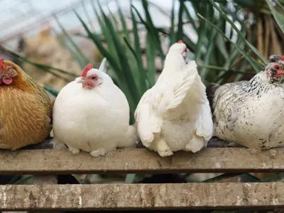 four chicken hens