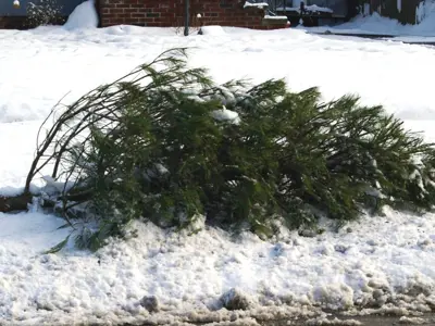 Fallen evergreen Christmas tree placed at the curb on a snowy roadside.