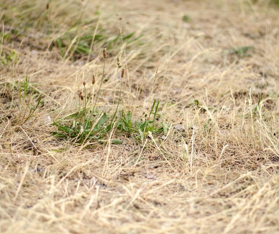 Dry grass with small green weeds growing.