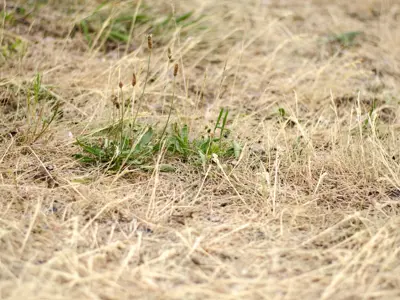 Dry grass with small green weeds growing.