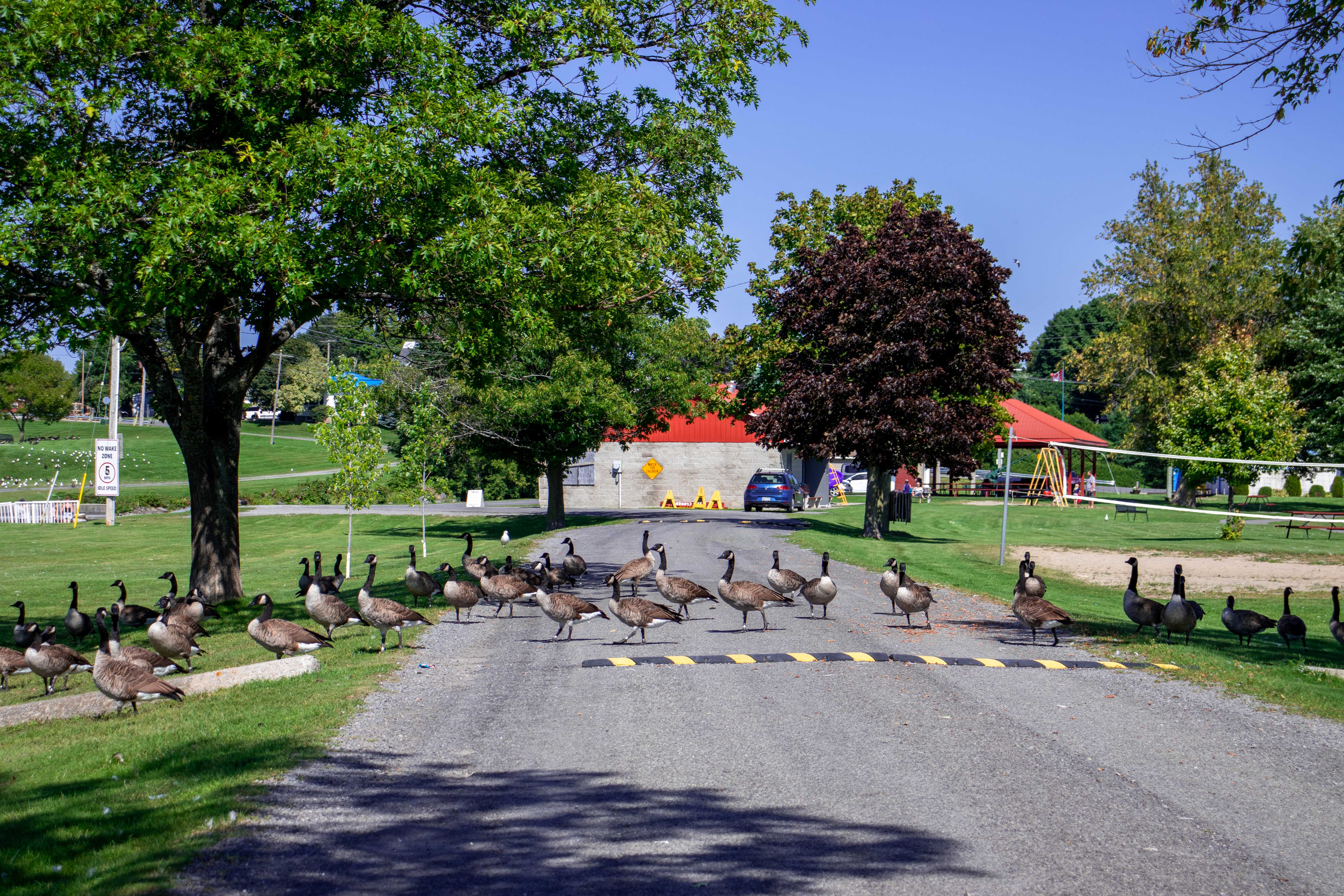 Canada Geese crossing a waterfront path