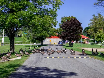 Canada Geese crossing a waterfront path